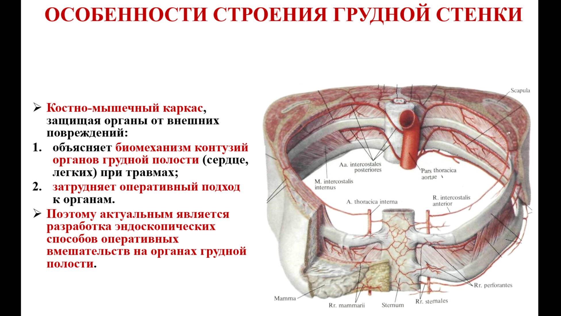 ОБЗОР ЛИТЕРАТУРЫ: Грудь - топографическая анатомия и оперативная хирургия смотреть онлайн