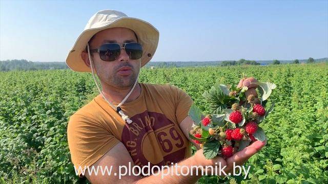 Малина ремонтантная сорт Брянское диво смотреть онлайн