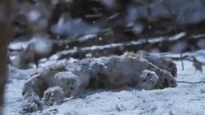 Великий Тигр