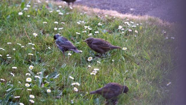 VERY HUNGRY STARLINGS 4K смотреть онлайн