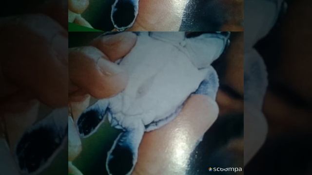 Черепашка о двух головах! смотреть онлайн