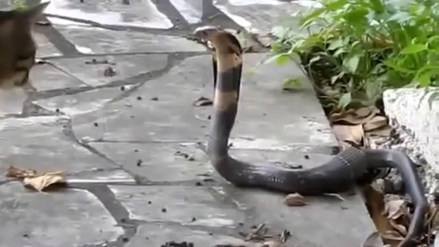 Кот против Кобры Snake Vs Cat смотреть онлайн