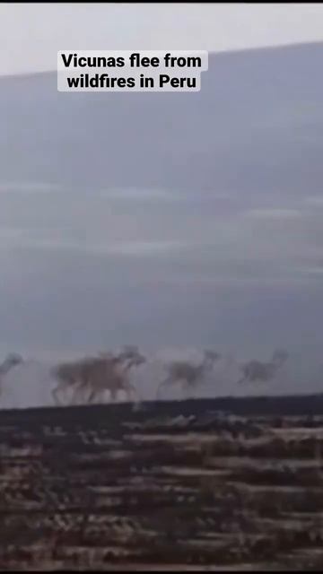 Vicunas flee from Peru wildfires смотреть онлайн