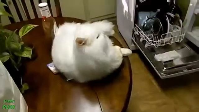 Прикольные видео про животных смотреть онлайн