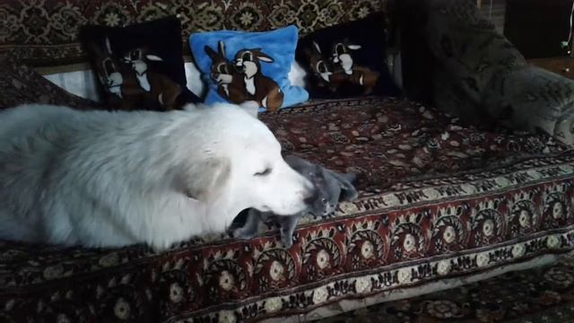 Умка и пусик. смотреть онлайн