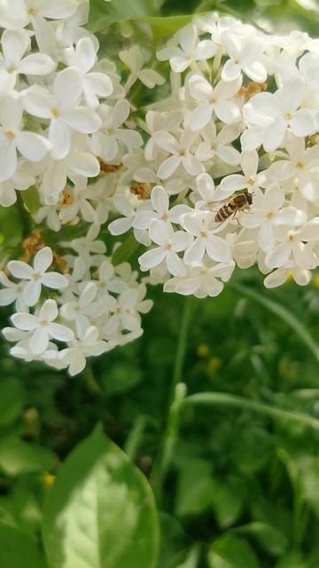 Муха журчалка. Странная оса, подумала сначала я. #macro #nature #макро #макросъемка #насекомое смотреть онлайн