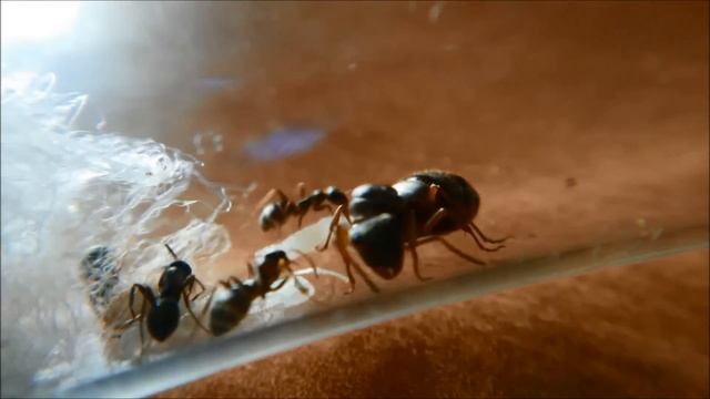 Formica cinerea- pierwsze pokolenie смотреть онлайн