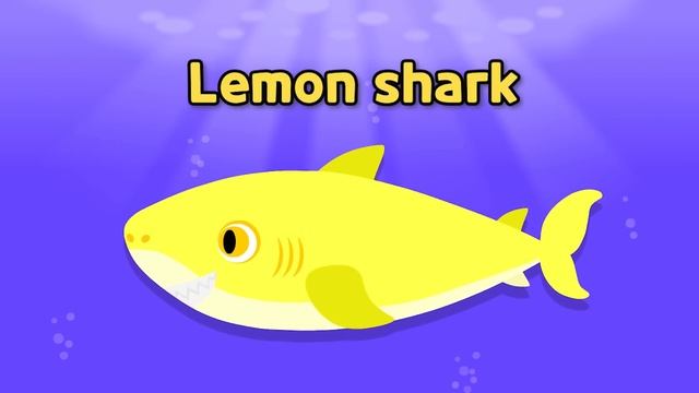 [영어] 나는 어떤 상어일까요? | 그림자 상어 놀이 | 아기상어? 철갑상어? 메가로돈? | 상어, 고래 맞추기 모음 | 단어 놀이 | 니니키즈 NINIkids