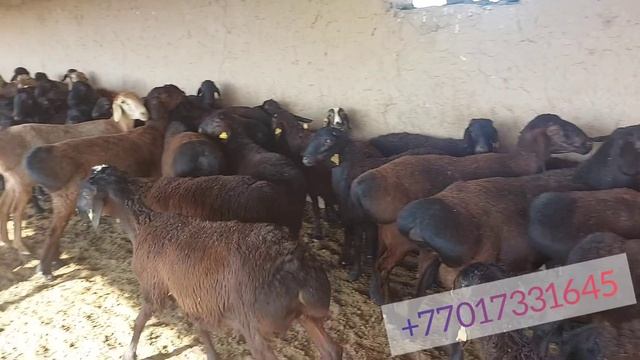 Қисары қошқарлар сатылады 2021жыл +77017331645 смотреть онлайн