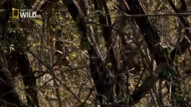 Lion Vs Buffalo New 2016 | Hyena vs Wildebeest New 2016 смотреть онлайн