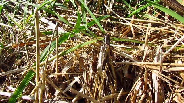 Male Roesel's Bush-cricket singing смотреть онлайн