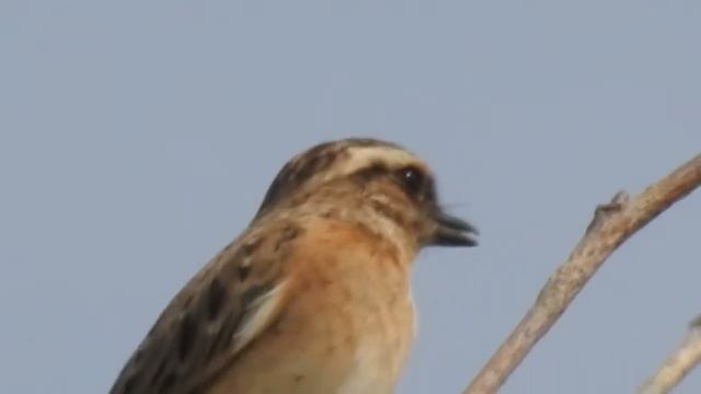Whinchat (Saxicola rubetra) смотреть онлайн