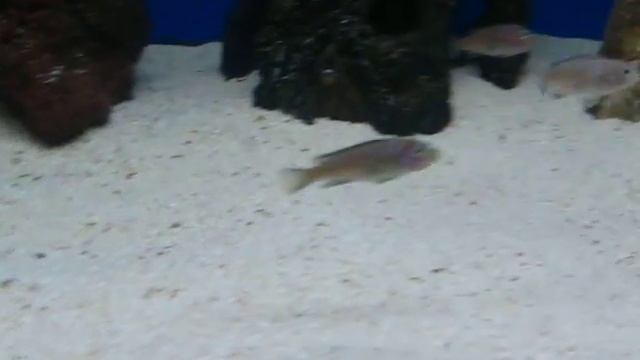 neon spot saulosi.avi смотреть онлайн