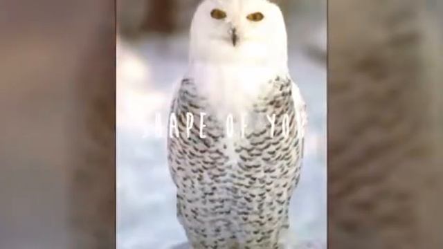 Милые совы. смотреть онлайн