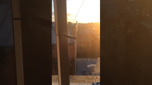 Баклан Игорь просит пожрать смотреть онлайн