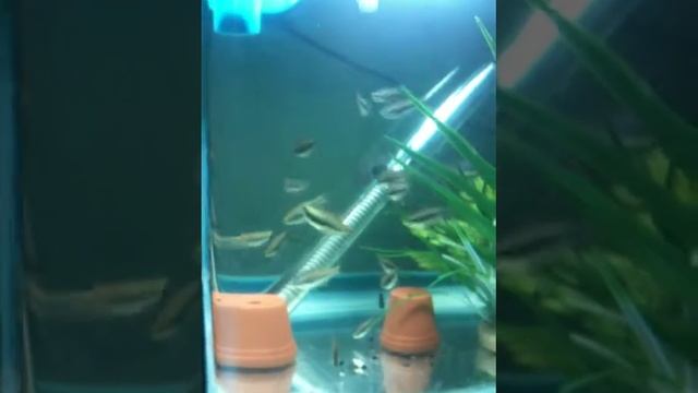 tetra discus and angelfish (angel and discus different tank) смотреть онлайн