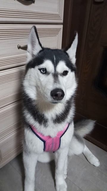 Примерка ездовой шлейки/ Хася обиделась. #Shorts смотреть онлайн