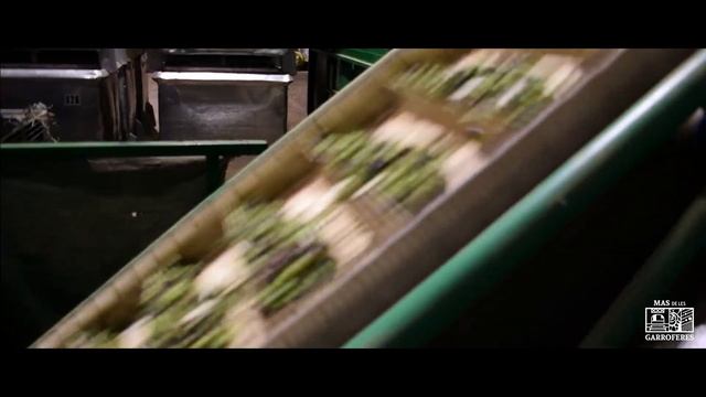 Fem el nostre propi oli d'oliva verge extra | Hacemos nuestro propio aceite de oliva virgen extra смотреть онлайн