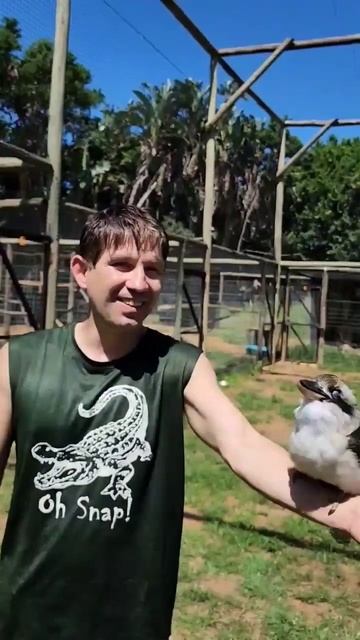 Kookaburra Singing! #shorts смотреть онлайн