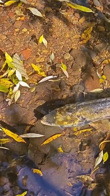 Отнерестилась... Кета (тихоокеанский лосось) в таежной речке #salmon #дальнийвосток смотреть онлайн