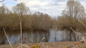 Весенняя охота с подсадной уткой 2024 г.