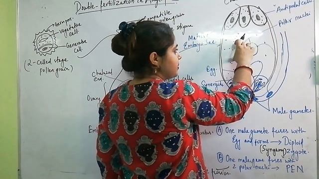 Sexual reproduction in flowering plant ## Double fertilization & Triple fusion in Angiosperms## смотреть онлайн