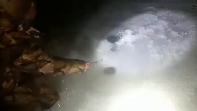 29 февраля 2020 г. смотреть онлайн