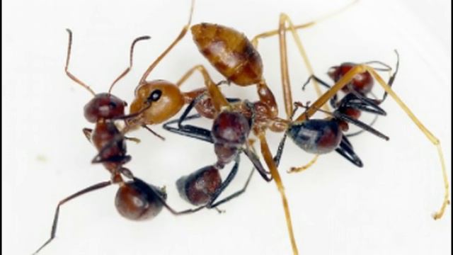 347 New 'Exploding' Kamikaze Ant Species Discovered In Asia