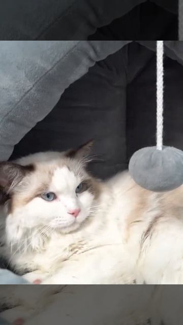 Лежак для животных Домик для кошек и собак смотреть онлайн