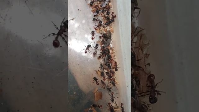 The charming beauty of the ants pogonomyrmex rugosus. смотреть онлайн