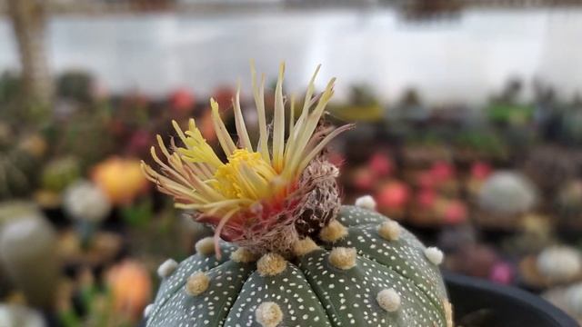 Amazing ASTROPHYTUM  Asterias Shinshowa Flower Cactus