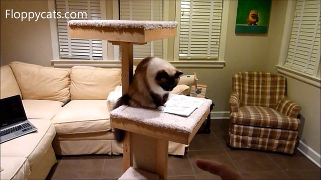 Cat Trees for Large Cats: Cats Receive Cat Power Tower Modern Cat Tree for Review - ねこ - Floppycats смотреть онлайн