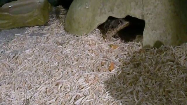 Mac's Christmas Gift смотреть онлайн