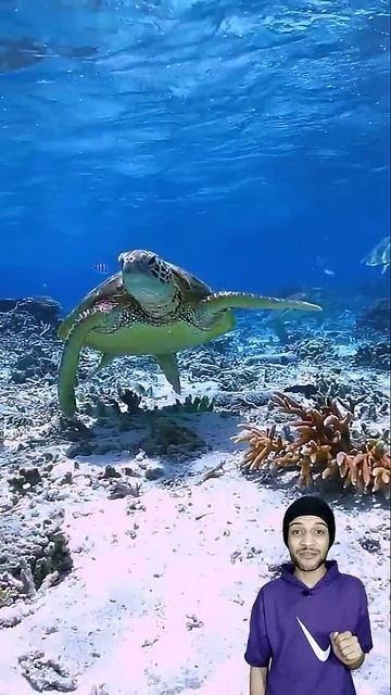 مخلوقات جميله جدا قربت خلاص تنقرض من عالمنا الجزء الثانى! 😲❤️ смотреть онлайн