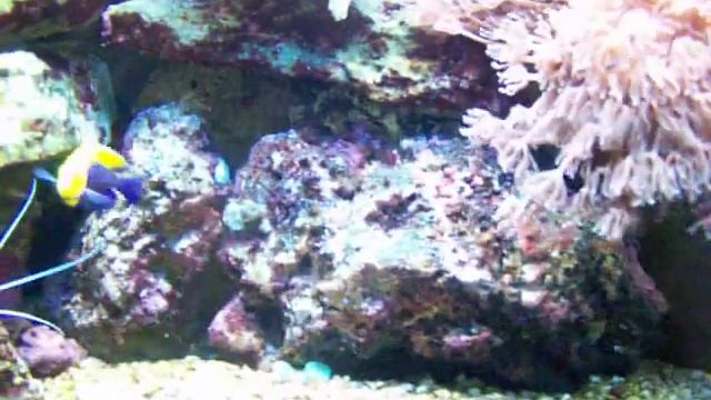 Fireball Angelfish смотреть онлайн