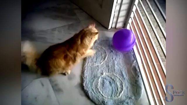 Gatos Vs Balão #1