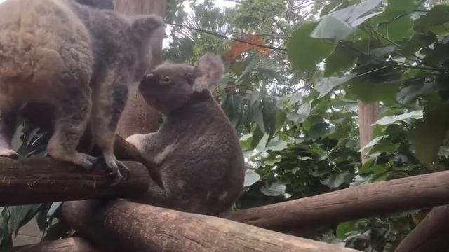 Koalas Katherine and Oz Kiss On Camera! смотреть онлайн