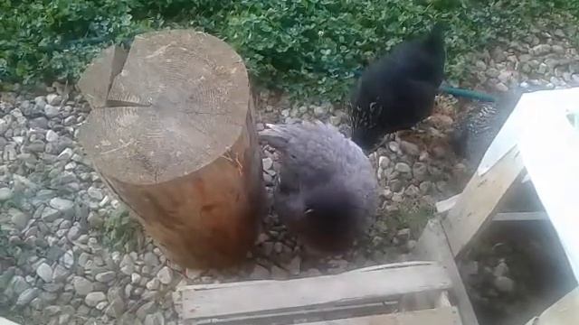 Утреняя чистка обязательна! смотреть онлайн