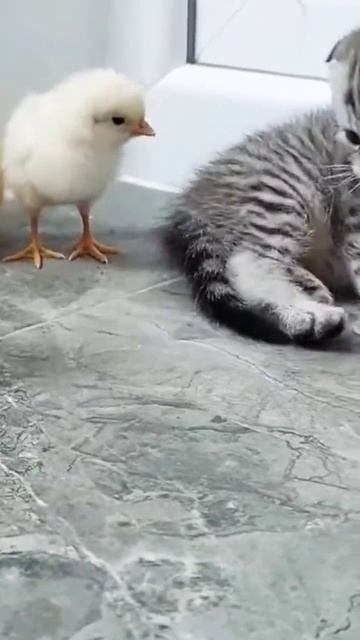 🐱Ты что бессмертный? #кошки смотреть онлайн