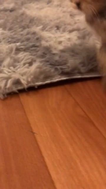 #Кося На неё можно смотреть вечно) смотреть онлайн