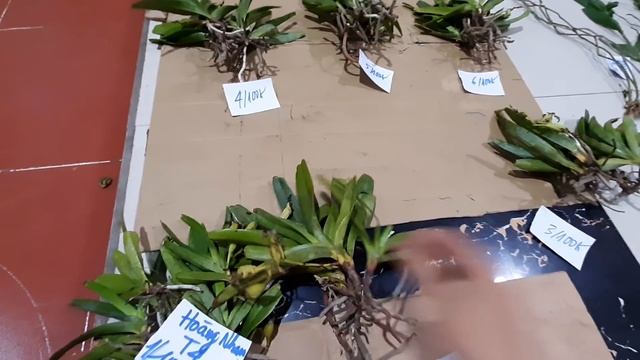 (Đã hết)Tối 27/7/2020: Kiếm bicolor, giả hạc, combo nhiều loại|Định 0973.821.799 смотреть онлайн
