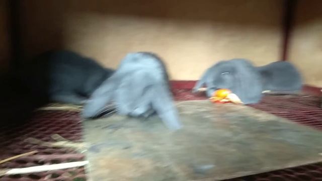 продажа. молодняк французского барана. окрас голубой. 8-952-83-63-214 смотреть онлайн