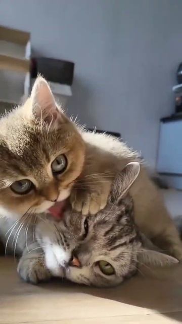 ЛЮБОВЬ🖤КОТИКИ УМЫВАЮТСЯ🖤МИЛЫЕ КОТЯТА смотреть онлайн