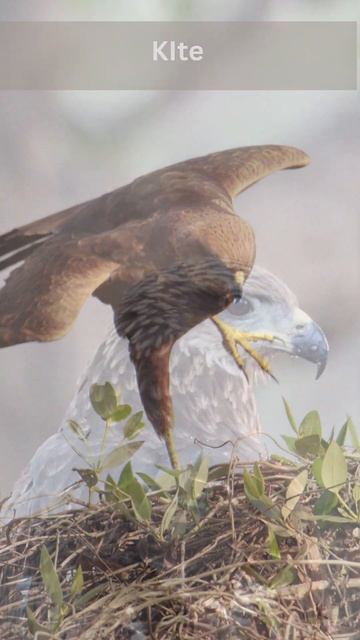 Birding in Mumbai Part III смотреть онлайн