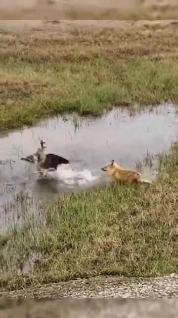 Funny Fox 🦊 😂 with Ducks смотреть онлайн