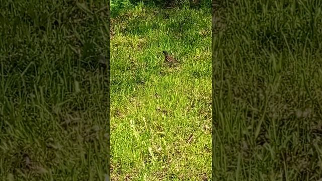 ✨Пение птиц, кот😺 наблюдает🌿за птицами🐦🐦#весна#природа#пениептиц#птицы#кот#spring#newvideo#cat#