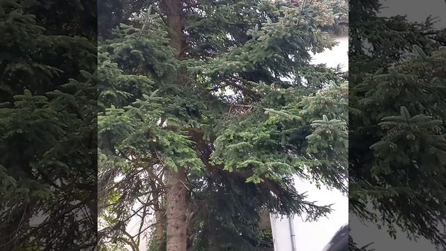 Змей искуситель!Готовимся к полнолунию! смотреть онлайн