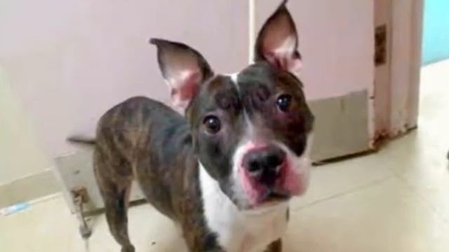 Pit Bull Dedication смотреть онлайн