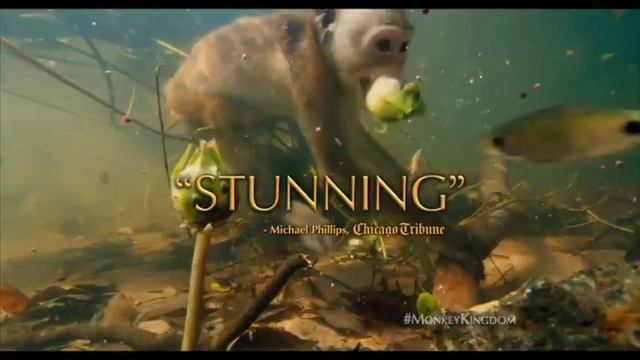 Disneynature's Monkey Kingdom is Now Playing! 480p смотреть онлайн