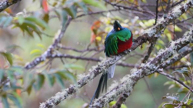 Resplendent Quetzal